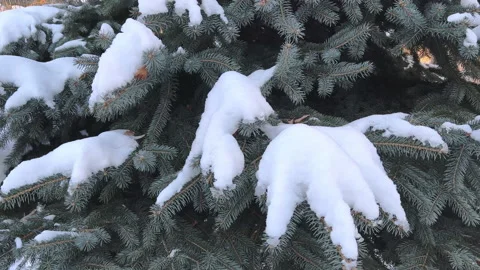 Branches of an evergreen tree in the snow Stock Footage 167115314