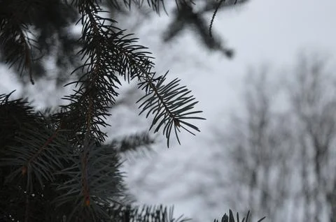 Branches of evergreen trees adorned with delicate snowflakes in a winter Stock Photos