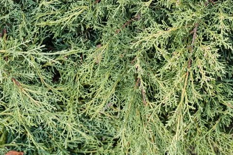 The branches of evergreen trees Stock Photos