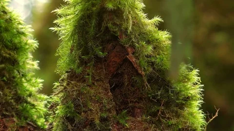 Branches of exotic tree overgrown with fluffy green moss against bright sunshine Stock Footage 74978205