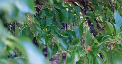 The branches of an exotic tree with smooth green leaves swing in the wind Stock Footage 207001692