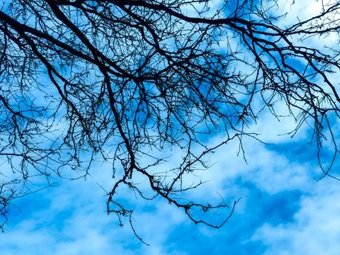 Branches extend across the sky during midday, creating a pattern against th.. Stock Photos