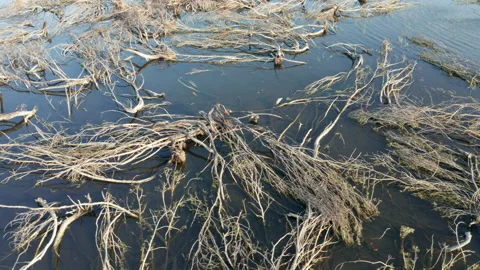 Branches of fallen dead trees laying in the swamp water after a wildfire - Stock Footage 218590993