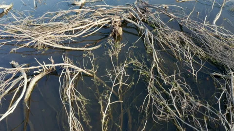Branches of fallen dead trees laying in the swamp water after a wildfire - Stock Footage 218593843