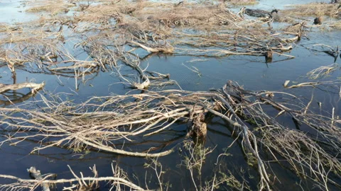 Branches of fallen dead trees laying in the swamp water after a wildfire - Stock Footage 218611961