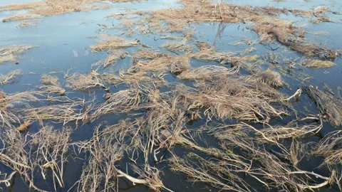 Branches of fallen dead trees laying in the swamp water after a wildfire - Stock Footage 218615838