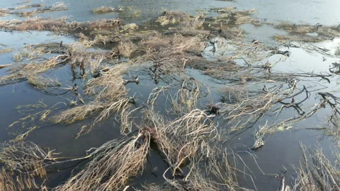 Branches of fallen dead trees laying in the swamp water after a wildfire - Stock Footage 218619038