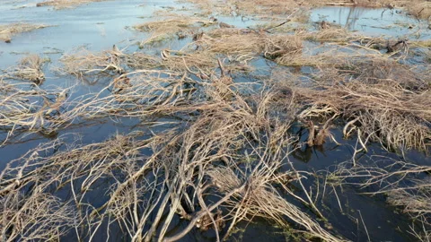 Branches of fallen dead trees laying in the swamp water after a wildfire - Stock Footage 218621863