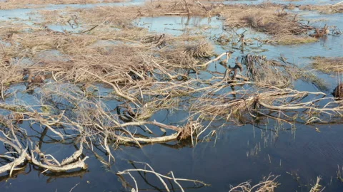Branches of fallen dead trees laying in the swamp water after a wildfire - Stock Footage 218634071