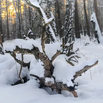 Branches of a fallen pine tree covered with snow in a winter forest Foto stock
