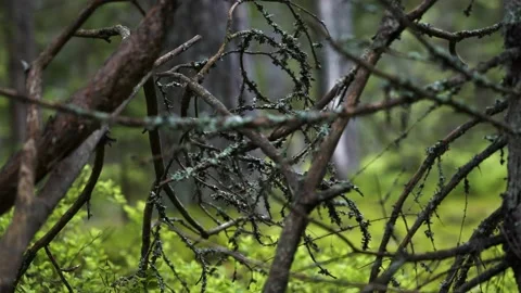 Branches of a fallen tree in a dense forest Stock Footage 159483993