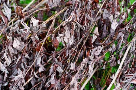 Branches of a fallen tree with dry lifeless leaves, behind which you can see Stock Photos