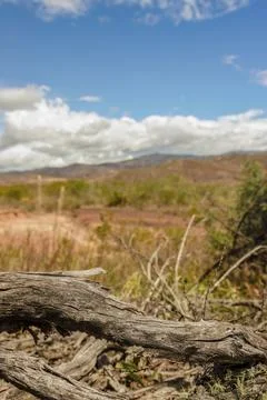 The branches of a fallen tree with the La Candelaria desert landscape in the  Stock Photos