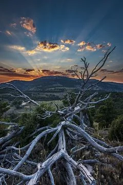 Branches of a fallen tree, with a sunset in the background, in Cortes de Arenoso Stock Photos