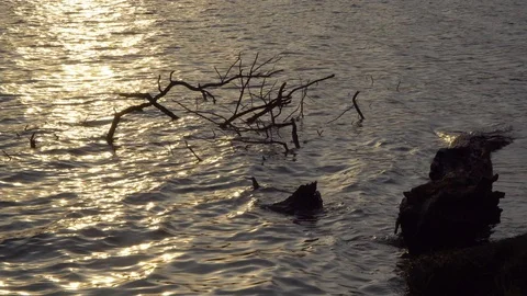 Branches of a fallen tree in the water of a forest lake Stock Footage 128097335