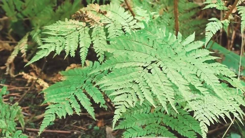 Branches of the fern in a mixed forest in autumn. Polypodiophyta Stock Footage 80993603