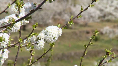Branches with few cherry flowers, close up Stock Footage 49553473