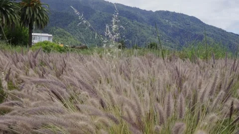 Branches of a field gently swaying in the wind Stock Footage 266800551