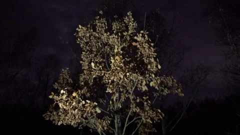 Branches filled with leaves glow softly against the dark backdrop of the forest Stock Footage 336016796