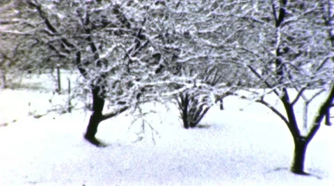 Branches Filled with Snow Snowfall Winter Trees Vintage Film Home Movie 1961 Stock Footage 10574125