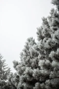 Branches of a fir covered with cones and snow Stock Photos