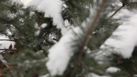 The branches of fir covered with snow Stock Footage 75280649