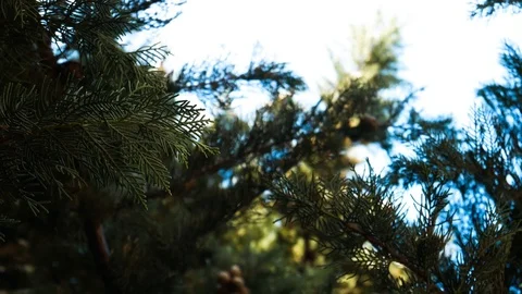 The branches of the fir tree, the camera moves smoothly, refocusing Stock Footage 104914379