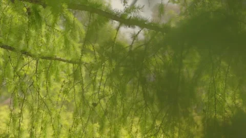 The branches of a fir tree with cones sway gently in the breeze Stock Footage 285606435