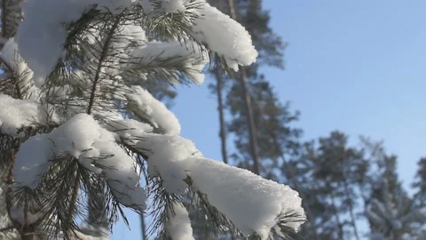 Branches of a fir tree covered with white fluffy snow Stock Footage 86207103