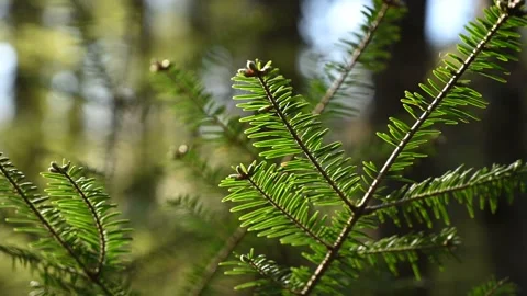 Branches of a fir tree in the evening sun Stock Footage 161453501