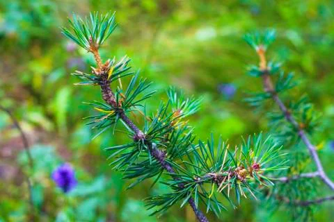 Branches of fir tree evergreen with needles Stock Photos