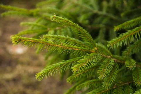 Branches of fir tree Stock Photos