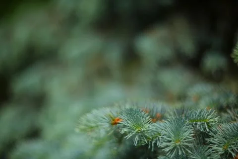 Branches of fir tree Stock Photos
