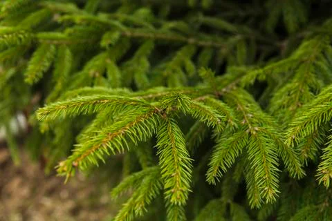 Branches of fir tree, spring in forest Stock Photos