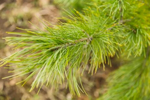 Branches of fir tree, spring in forest Stock Photos