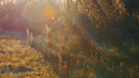 Branches of fir tree in sunlight, macro close up in green forest in warm spring Stock Footage 107820428