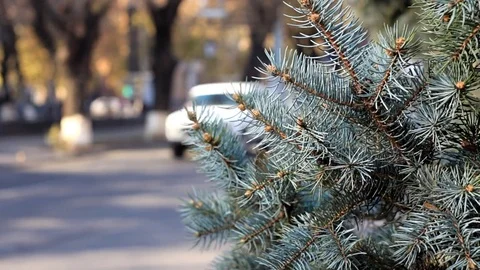 Branches of fir-trees against the background of moving machines. Stock Footage 83096199