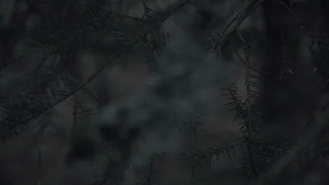 Branches of fir trees are moved by the breeze in slow motion Video stock 103757280