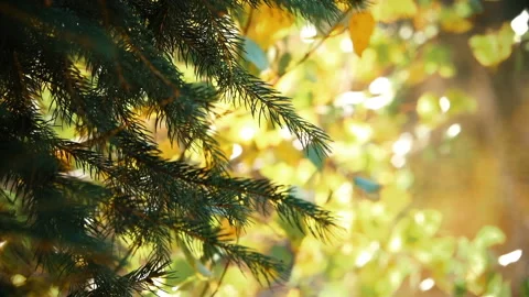 Branches of Fir-trees on the Background of Yellow Autumn Leaves Stock-Footage 103802471