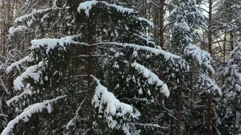 Branches of fir trees in the snow. Close-up. Along the trees. Forest in the snow Stock Footage 148495846