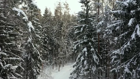 Branches of fir trees in the snow. Close-up. Along the trees. Forest in the snow Stock Footage 149144819