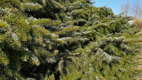 The branches of the fir trees stagger in the wind. Slow motion. Vidéo 96109810