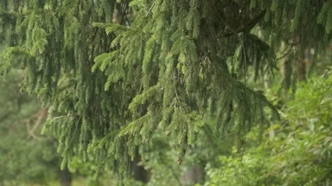 Branches of the fir trees swaying in the wind Stock Footage