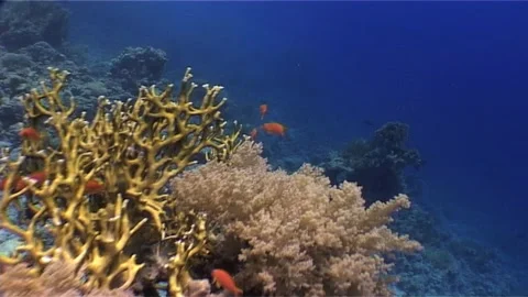 Branches Of Fire Corals Stock Footage 299970886