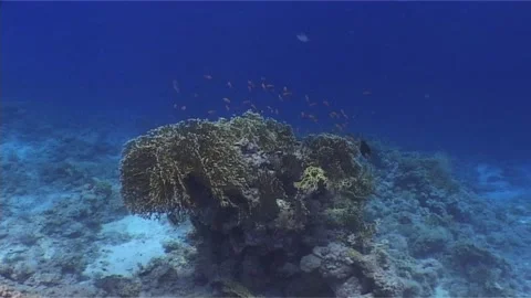 Branches Of Fire Corals On Seabed Video stock 299970713