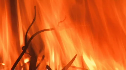 Branches in fire Stock Footage 125514