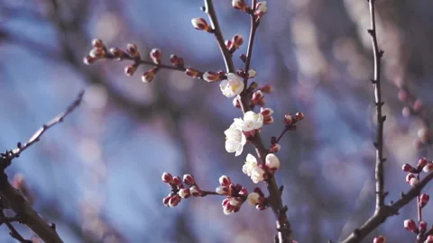Branches with first apricot blossoms in spring with clear blue sky on background Video stock 181204592