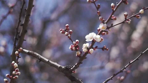 Branches with first apricot blossoms in spring with clear blue sky on background Video stock 181207573