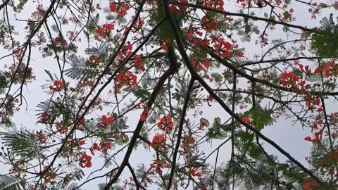 Branches of Flamboyant Tree Reaching towards the Sky Stock Footage 293342343