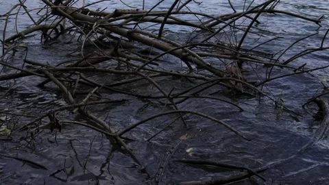 Branches Floating on Water After River Flood in Panama Stock Footage 321163573